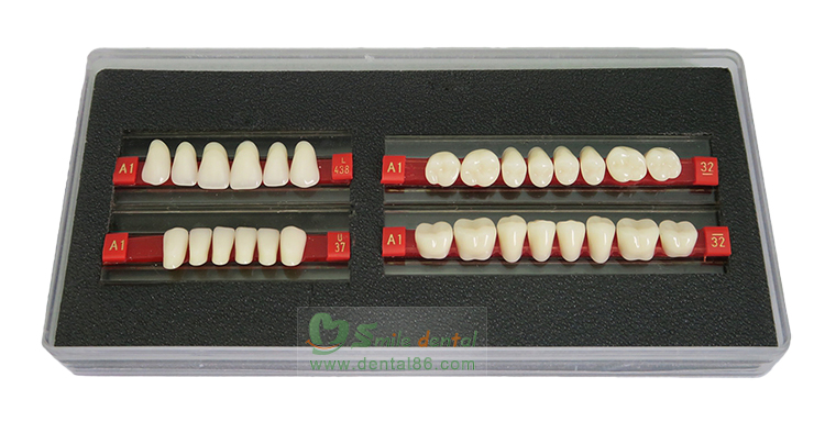 Synthetic Resin Teeth Four Layer